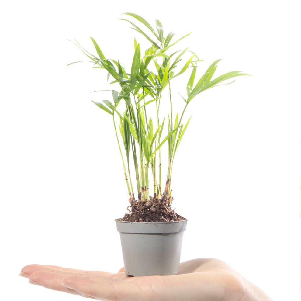 Gardeners Dream Baby Parlour Palm Plant Chamaedorea Elegans Evergreen Houseplant Ideal Gift