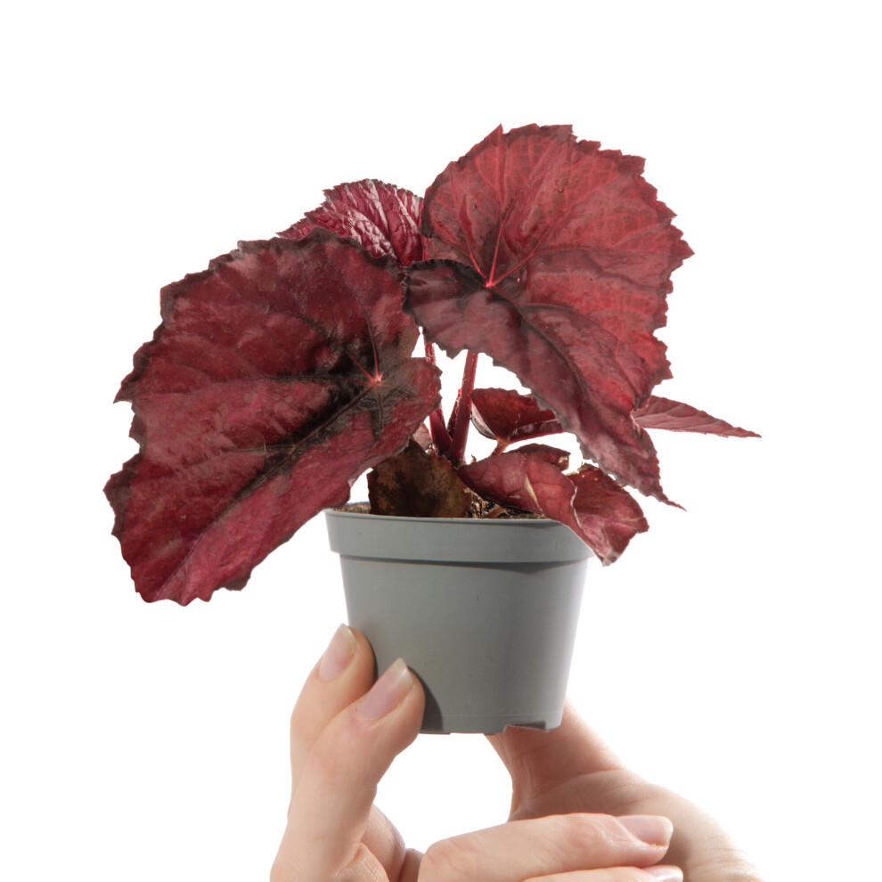 Baby Begonia Rex Red Heart Small Ornamental Tropical Indoor Houseplant 6cm Pot