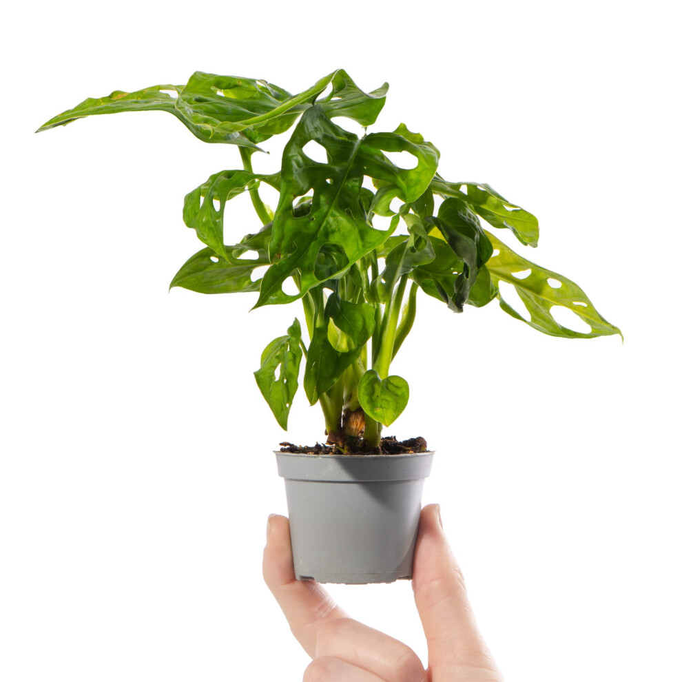 Gardeners Dream Monstera Obliqua Baby Plant - Rare Window-Leaf, Small Indoor Gift In 6Cm Pot