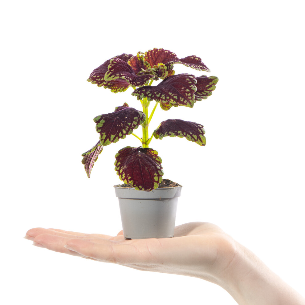 Baby Painted Nettle Plant Coleus Main Street Abbey Road Small Houseplant Gift