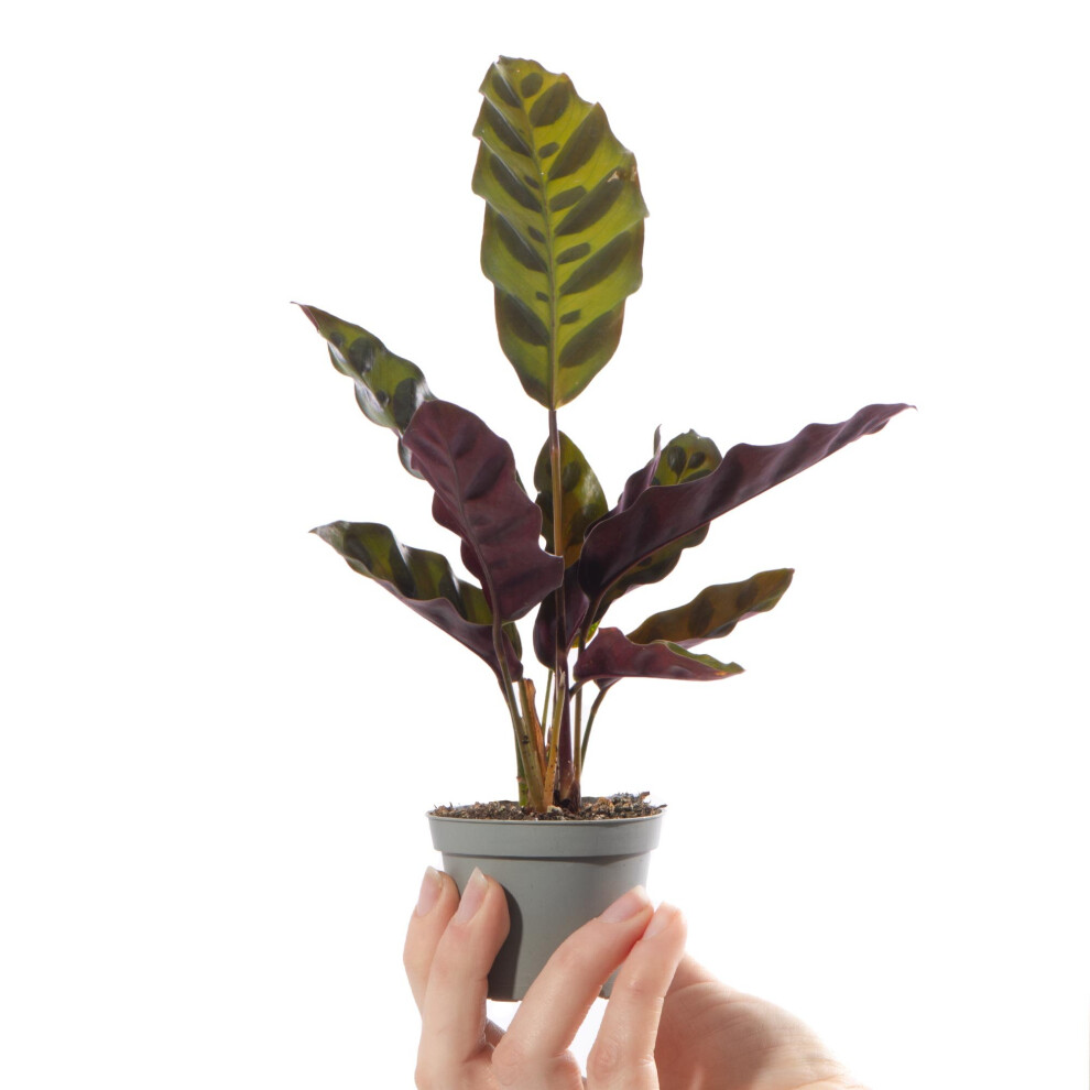 Baby Rattlesnake Plant Calathea Lancifolia Indoor Tropical Houseplant in 6cm Pot