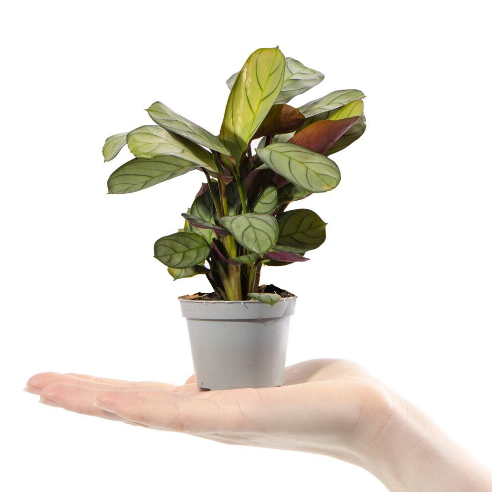 Gardeners Dream Baby Prayer Plant Maranta Leuconeura Amabilis Mint Indoor Houseplant In 6Cm Pot Green/Dark