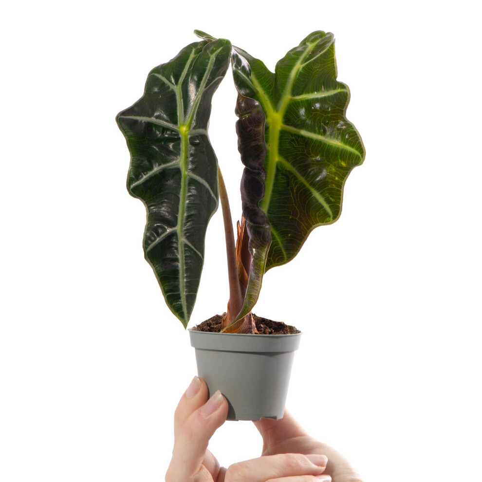 Baby Elephant Ear African Mask Plant Alocasia Curly Bambino Indoor Houseplant