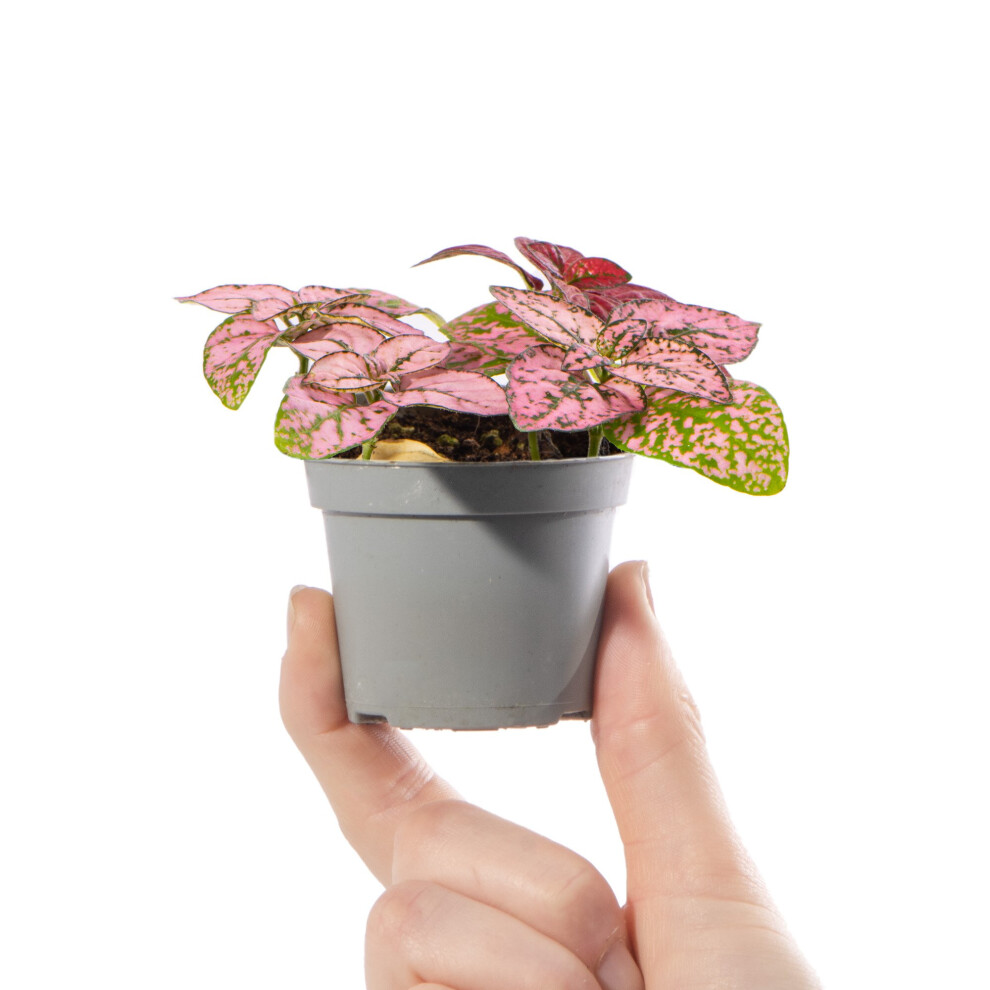 Baby Polka Dot Plant Hypoestes Phyllostachya Pink Small Houseplant in 6cm Pot