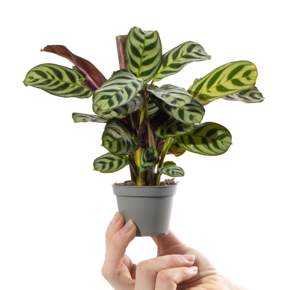 Gardeners Dream Baby Prayer Plant Maranta Leuconeura Amabilis Small Indoor Houseplant In 6Cm Pot Green/Dark