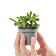 Baby String of Bananas Senecio Purple Flush Small Indoor Succulent House Plant