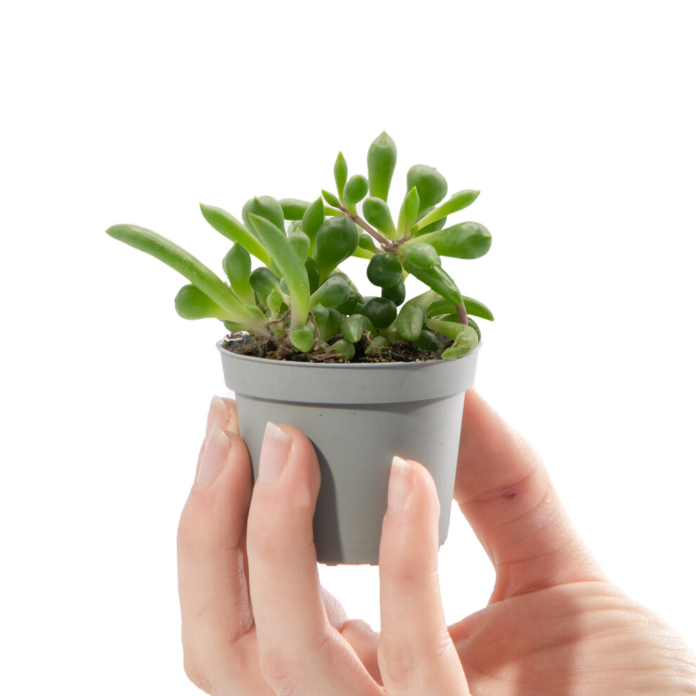 Baby String of Bananas Senecio Purple Flush Small Indoor Succulent House Plant