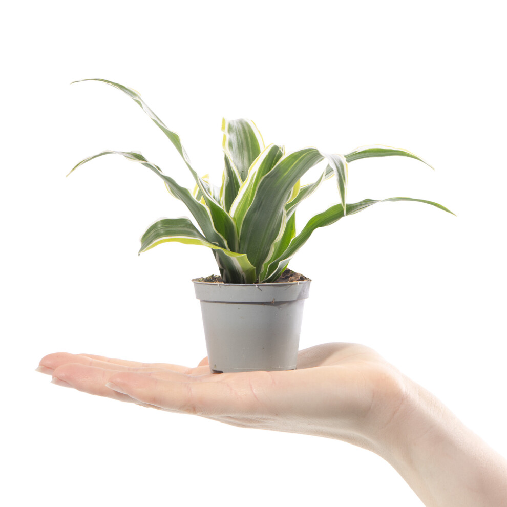 Baby Dragon Plant Dracaena Lemon Surprise Evergreen Indoor Small Gift Houseplant