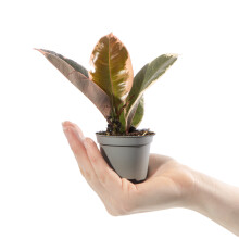 Baby Rubber Plant Ficus Tineke Small Indoor Colourful Houseplant in 6cm Pot