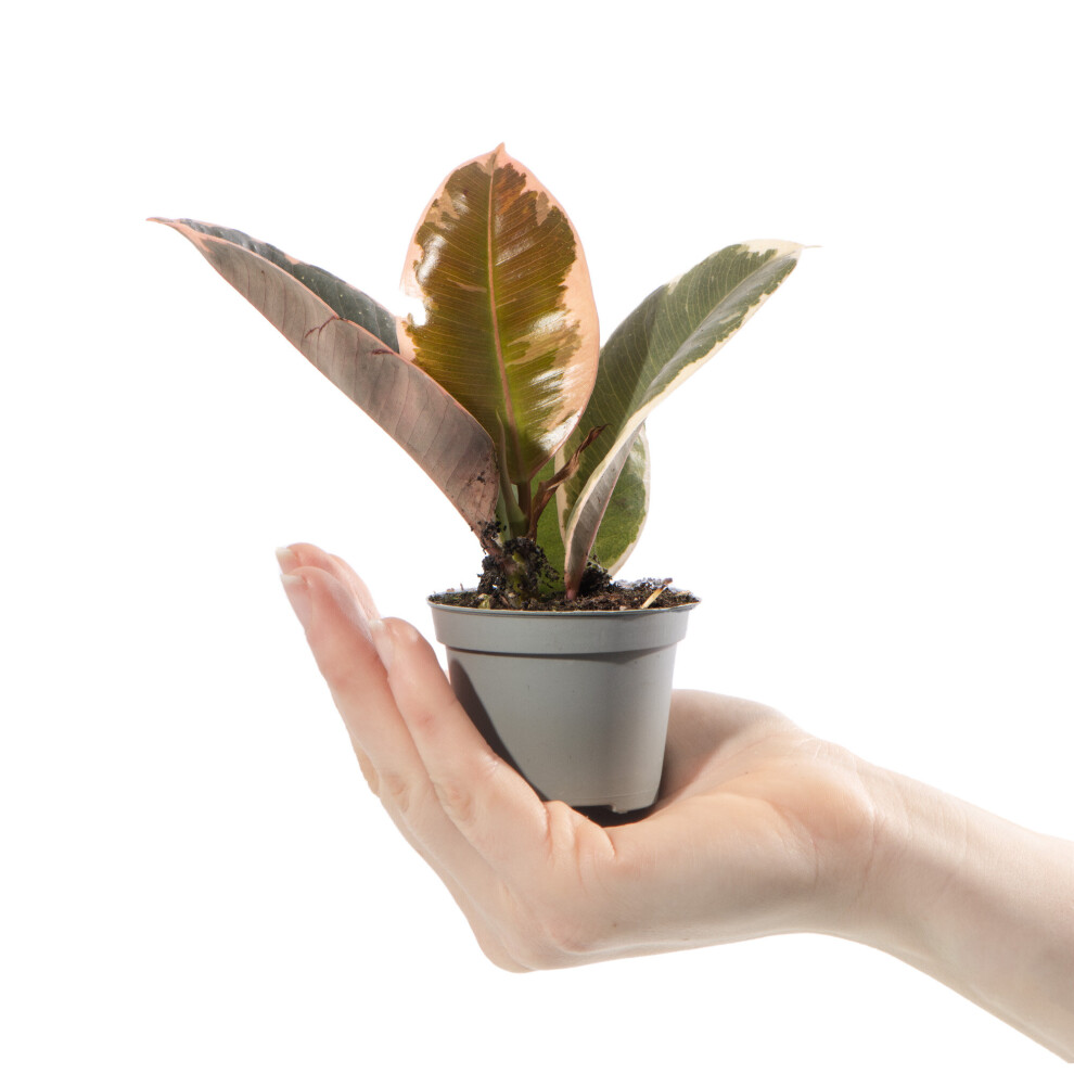 Gardeners Dream Baby Rubber Plant Ficus Tineke Small Indoor Colourful Houseplant In 6Cm Pot