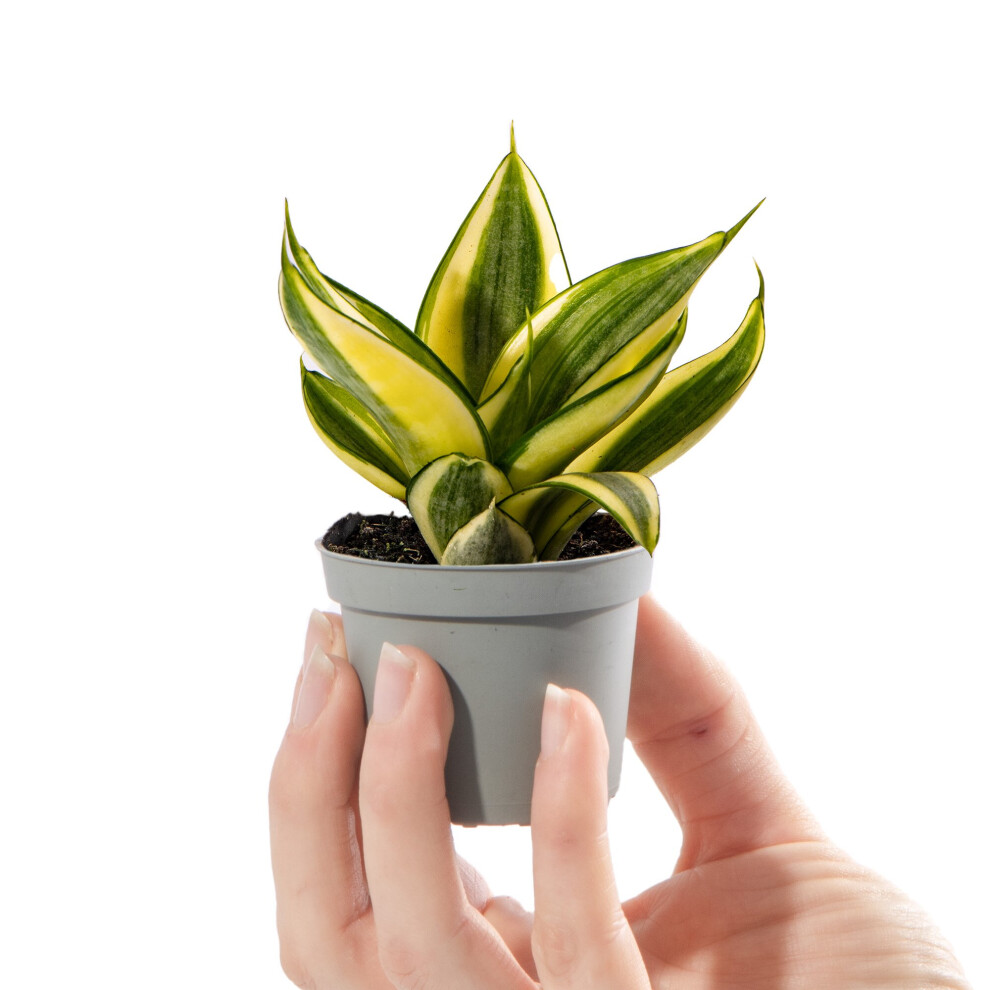 Gardeners Dream Baby Snake Plant Sansevieria Hahnii Small Indoor Gift Houseplant In Pot Golden