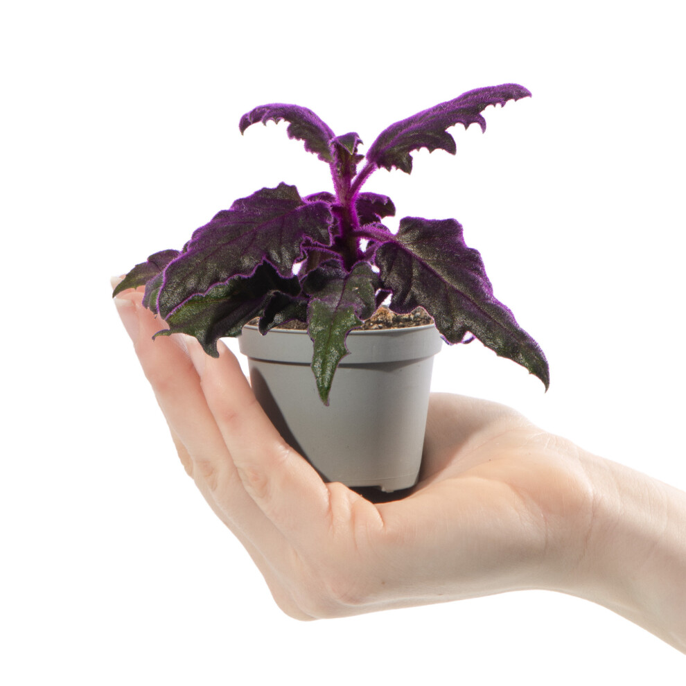 Baby Purple Velvet Plant Gynura Auranti Small Indoor Houseplant Gift in 6cm Pot