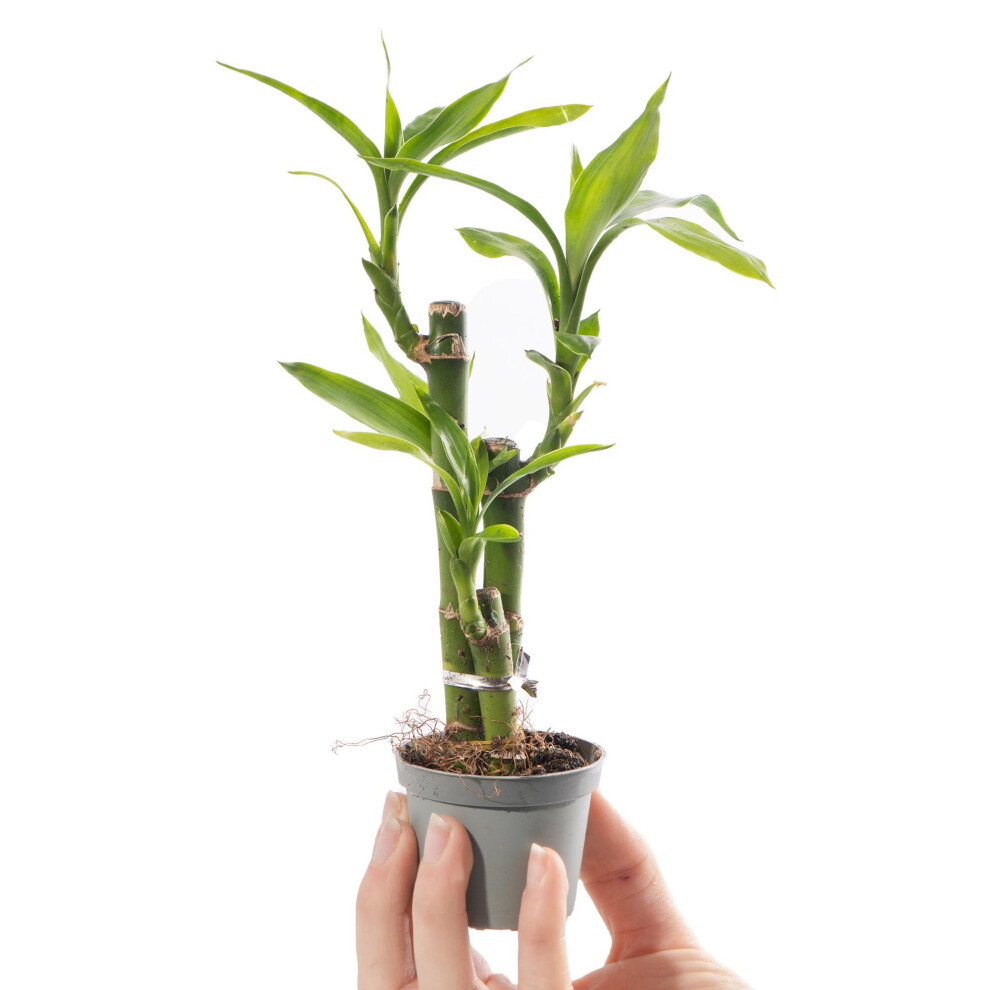 Baby Lucky Bamboo Plant Dracaena Sanderiana Small Indoor Houseplant in 6cm Pot