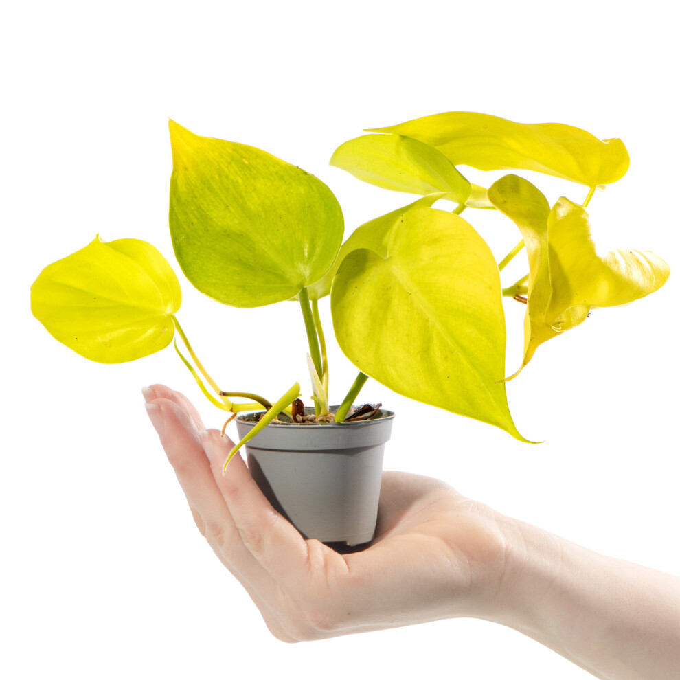 Baby Philodendron Cordatum Neon Plant Small Indoor Gift Houseplant in 6cm Pot