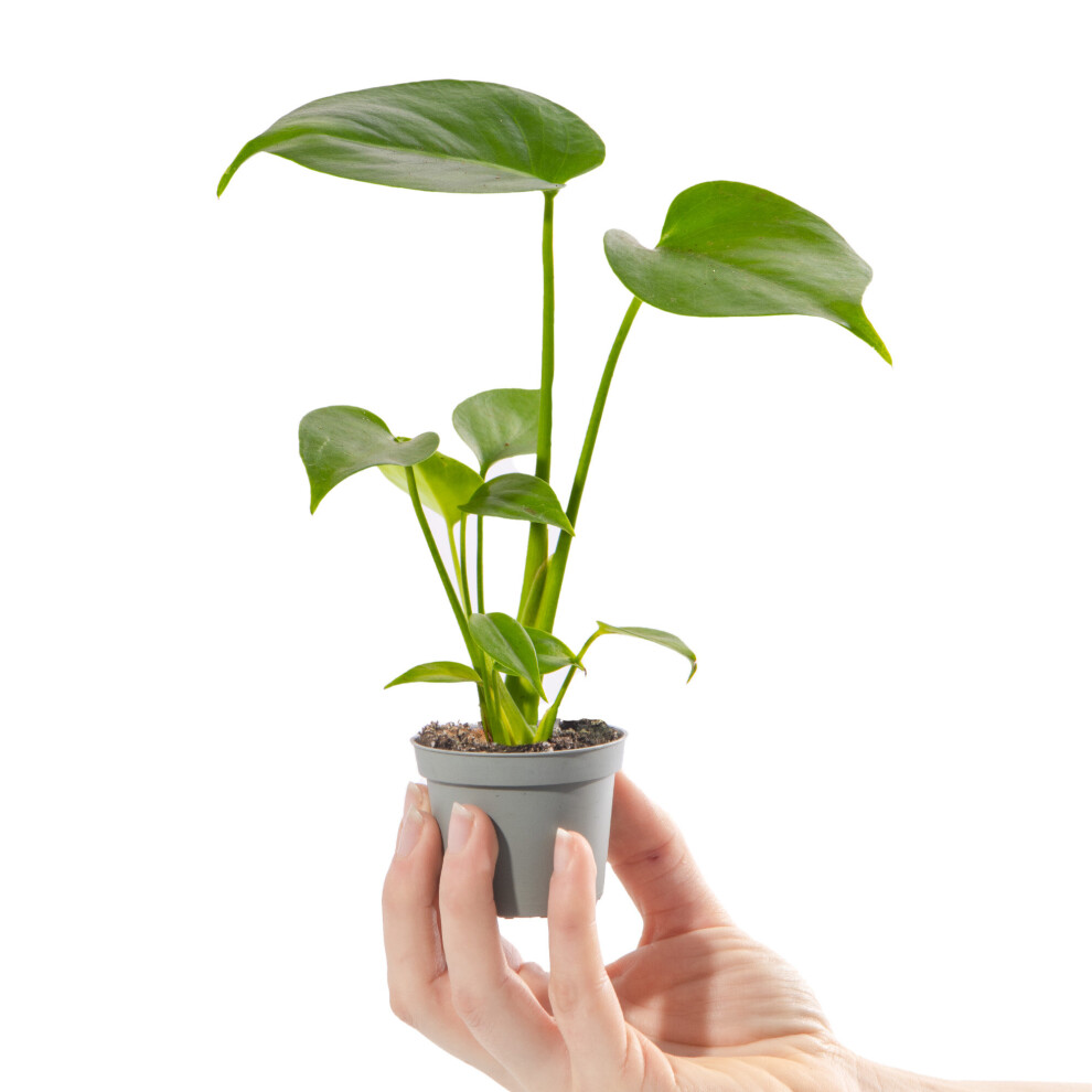 Baby Swiss Cheese Plant Monstera Deliciosa Small Indoor Houseplant in 6cm Pot