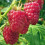 Raspberry Malling Promise. Early variety 1