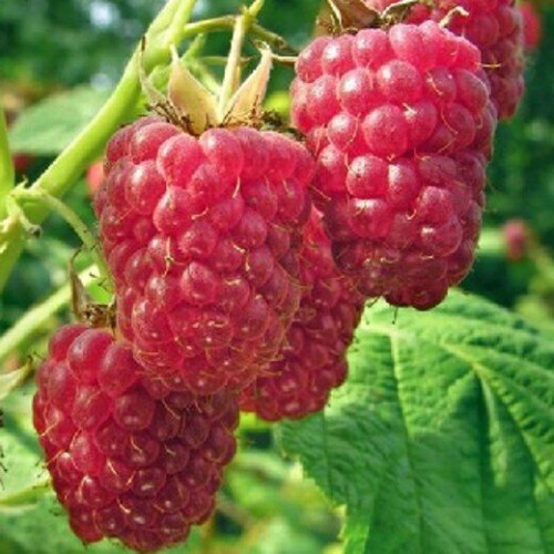 Raspberry Malling Promise. Early variety