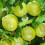 Gooseberry Hinnonmaki Green. 3