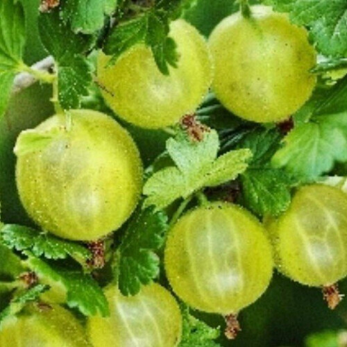 Gooseberry Hinnonmaki Green. 2