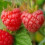Raspberry Malling Promise. Early variety 2