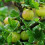 Gooseberry Hinnonmaki Green. 4