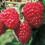 Raspberry Malling Promise. Early variety 3