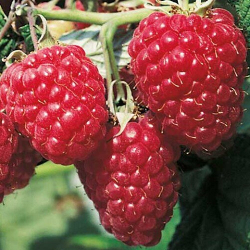 Raspberry Malling Promise. Early variety 2
