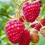 Raspberry Malling Promise. Early variety 4