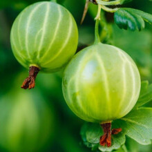 Gooseberry Hinnonmaki Green.