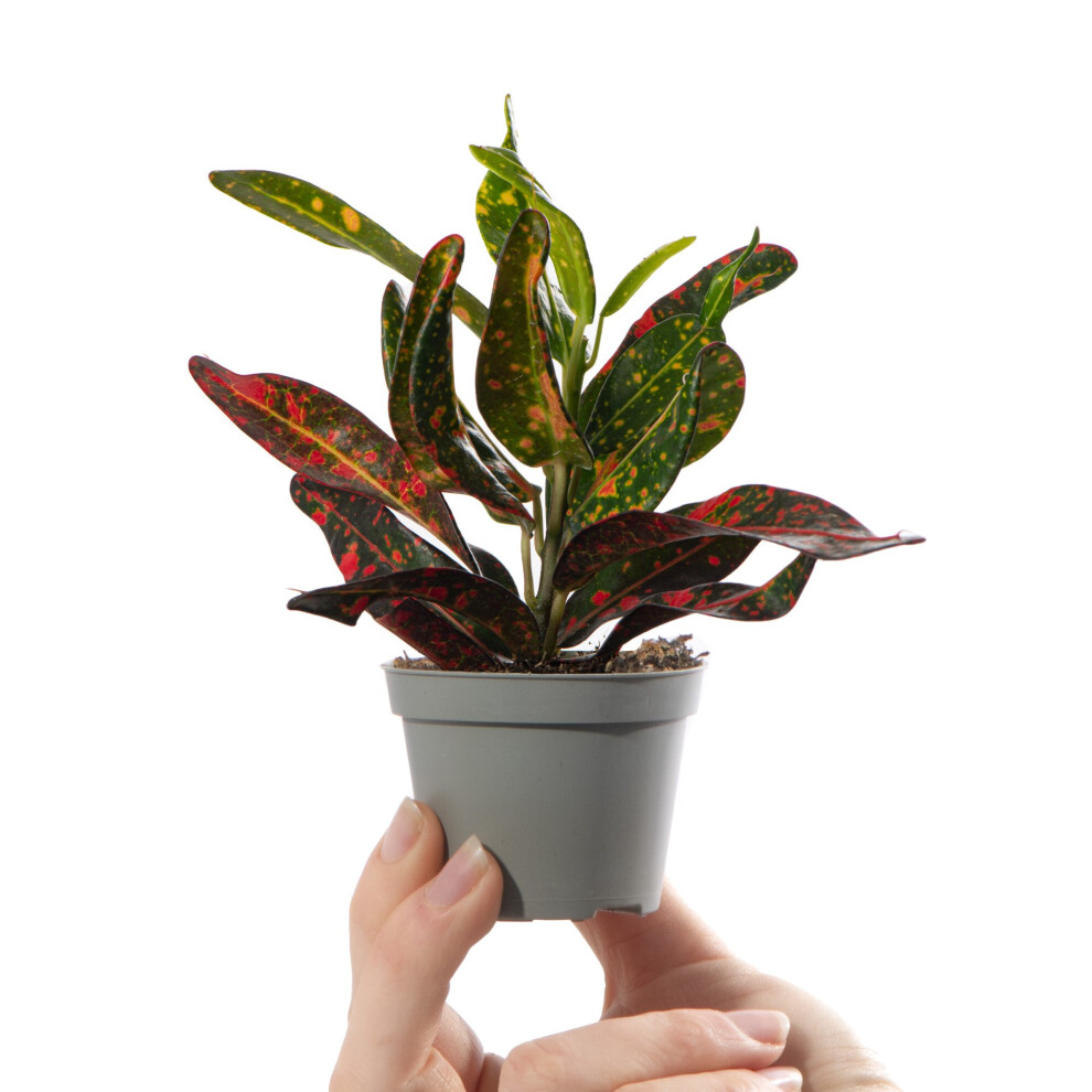 Codiaeum Red Banana Baby Croton Joseph's Coat Evergreen Houseplant Ideal Gift