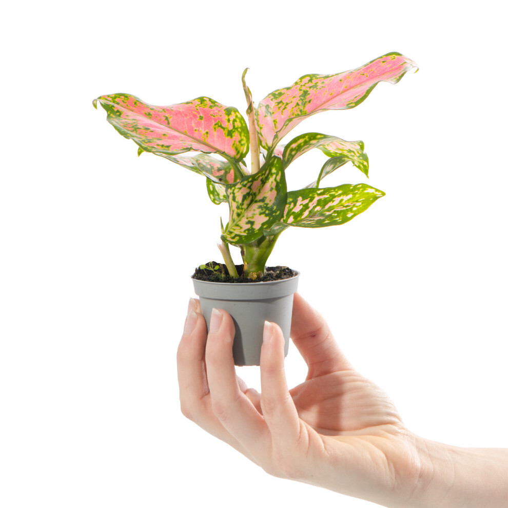 Gardeners Dream Baby Chinese Evergreen Plant Aglaonema Dragon Indoor Gift Houseplant Small Red