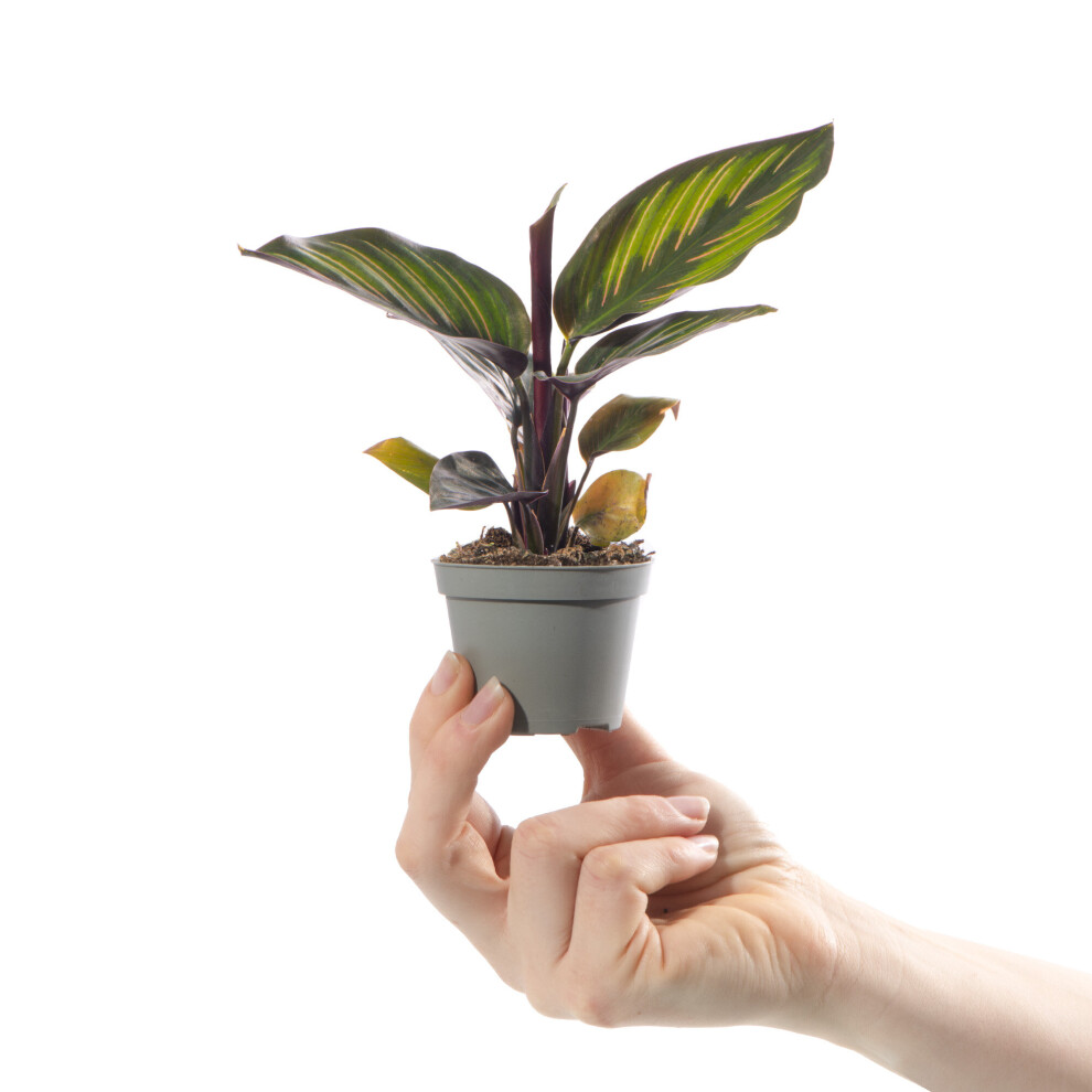Gardeners Dream Baby Peacock Plant Calathea Mieli Small Striped Tropical Indoor Houseplant