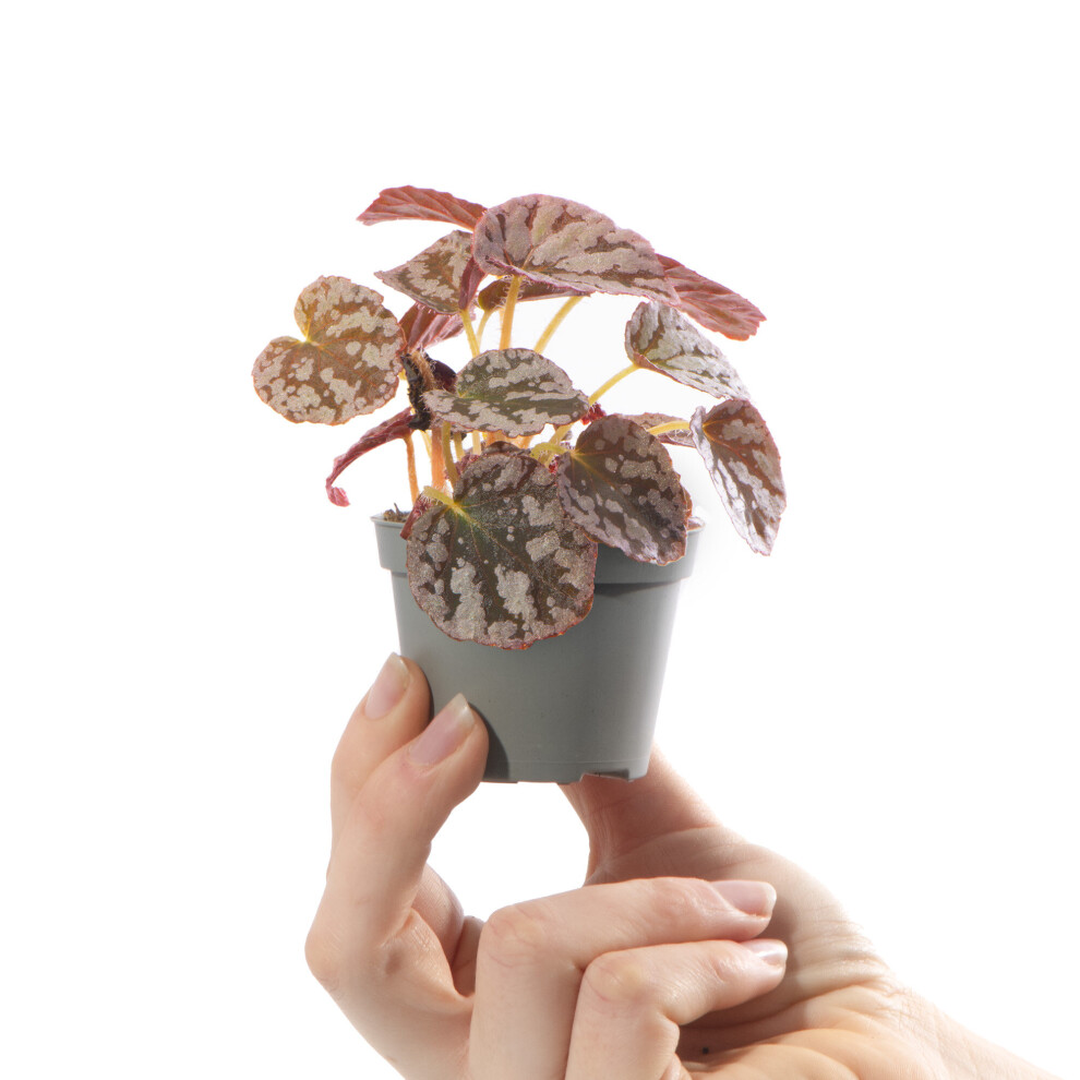 Gardeners Dream Baby Begonia Rex Chayo Plant Small Tropical Indoor Patterned Houseplant 6Cm Pot
