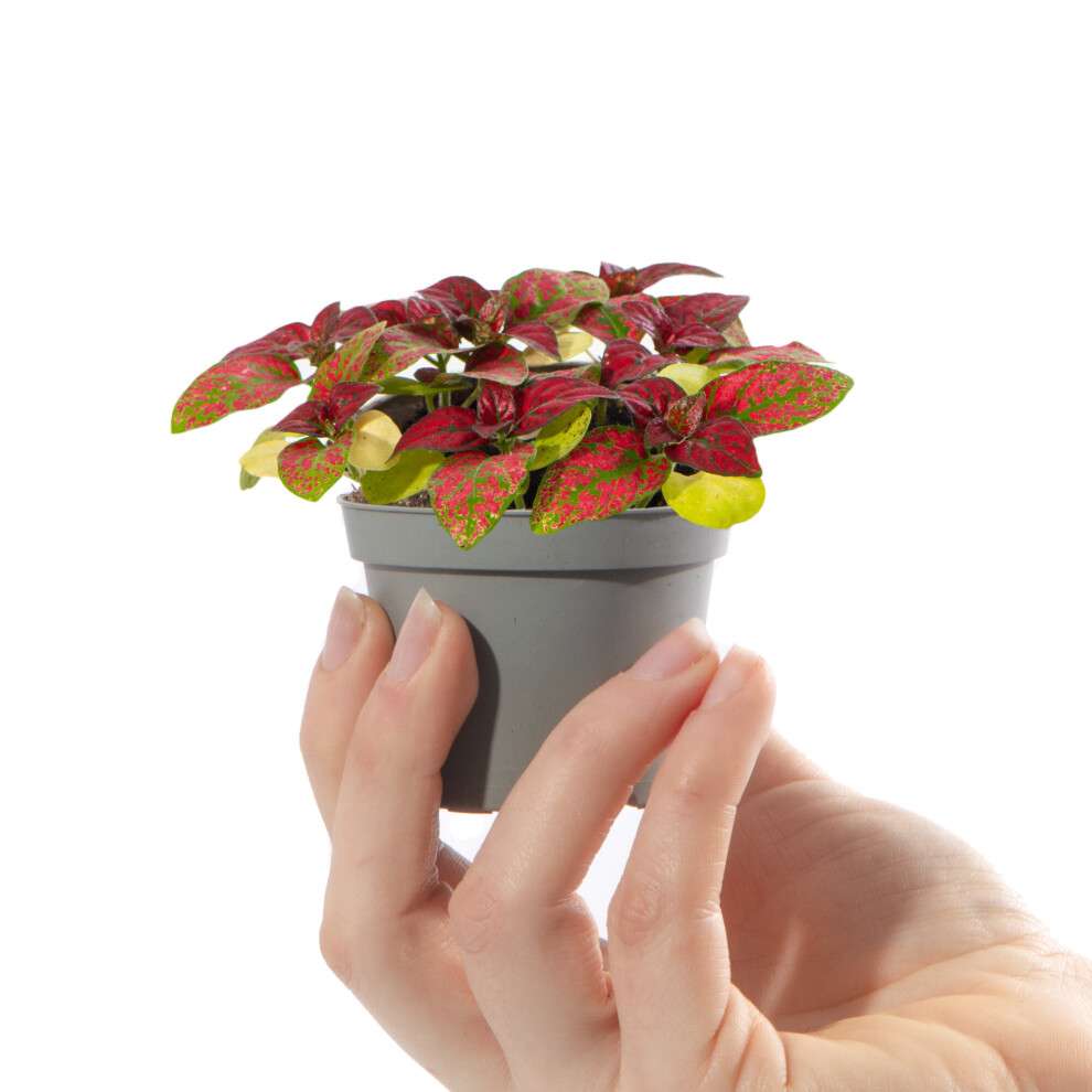 Gardeners Dream Baby Polka Dot Plant Hypoestes Phyllostachya Red Small Houseplant In 6Cm Pot