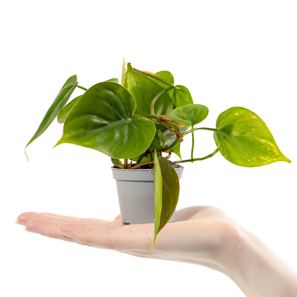 Baby Heart Leaf Plant Philodendron Scandens Small Indoor Gift Houseplant in Pot