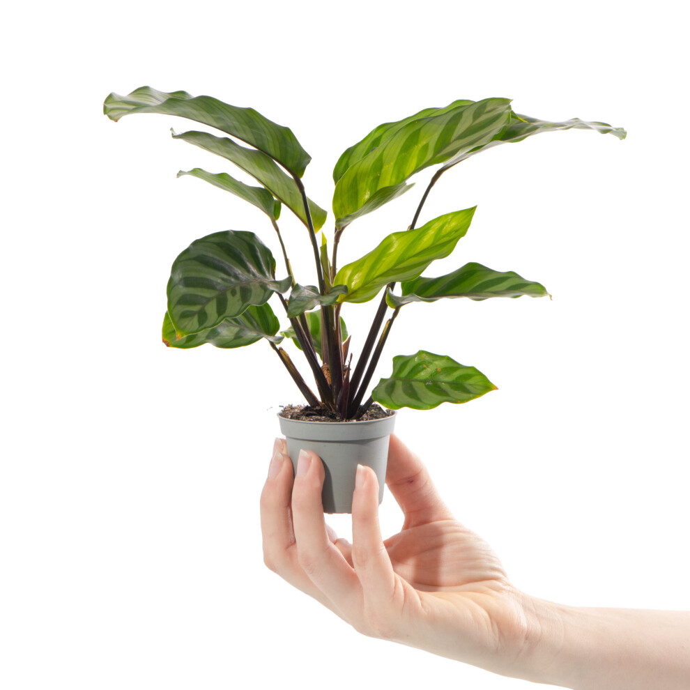 Baby Zebra Plant Calathea Freddie Tropical Striped Indoor Houseplant in 6cm Pot