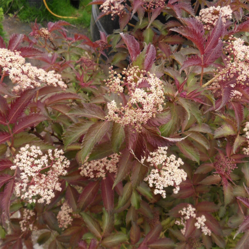 Sambucus Serenade | Elderberry Deciduous Outdoor Garden Fruit Shrub 9cm Pot