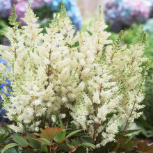 Astilbe Happy Day Outdoor Plant Garden Ready Herbaceous Perennial Plants Potted
