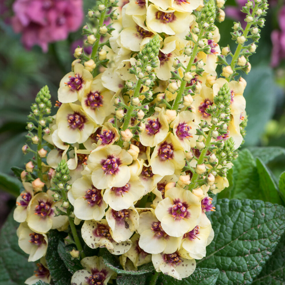 Gardeners Dream Verbascum Eyes - Mullein | Semi-Evergreen Perennial Outdoor Garden Plant Dark