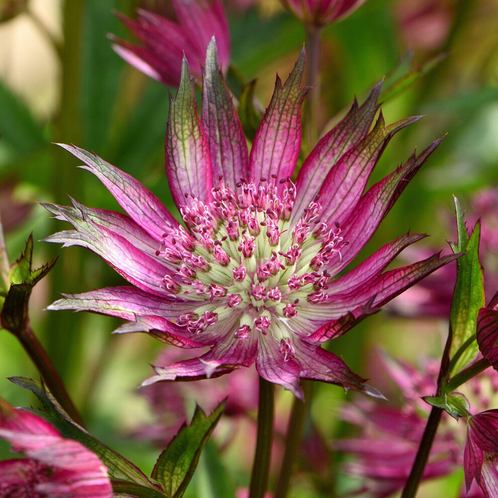 Gardeners Dream Astrantia Star Of Love - Masterwort | Deciduous Outdoor Perennial Garden Plant