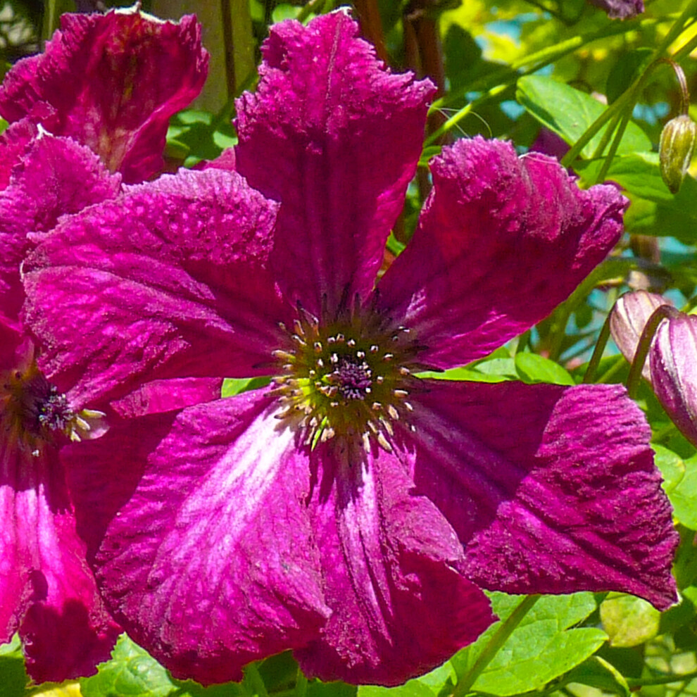 Clematis Rubra Plant Flower Garden Climber Border Patio Trellis Plants 9cm Pot