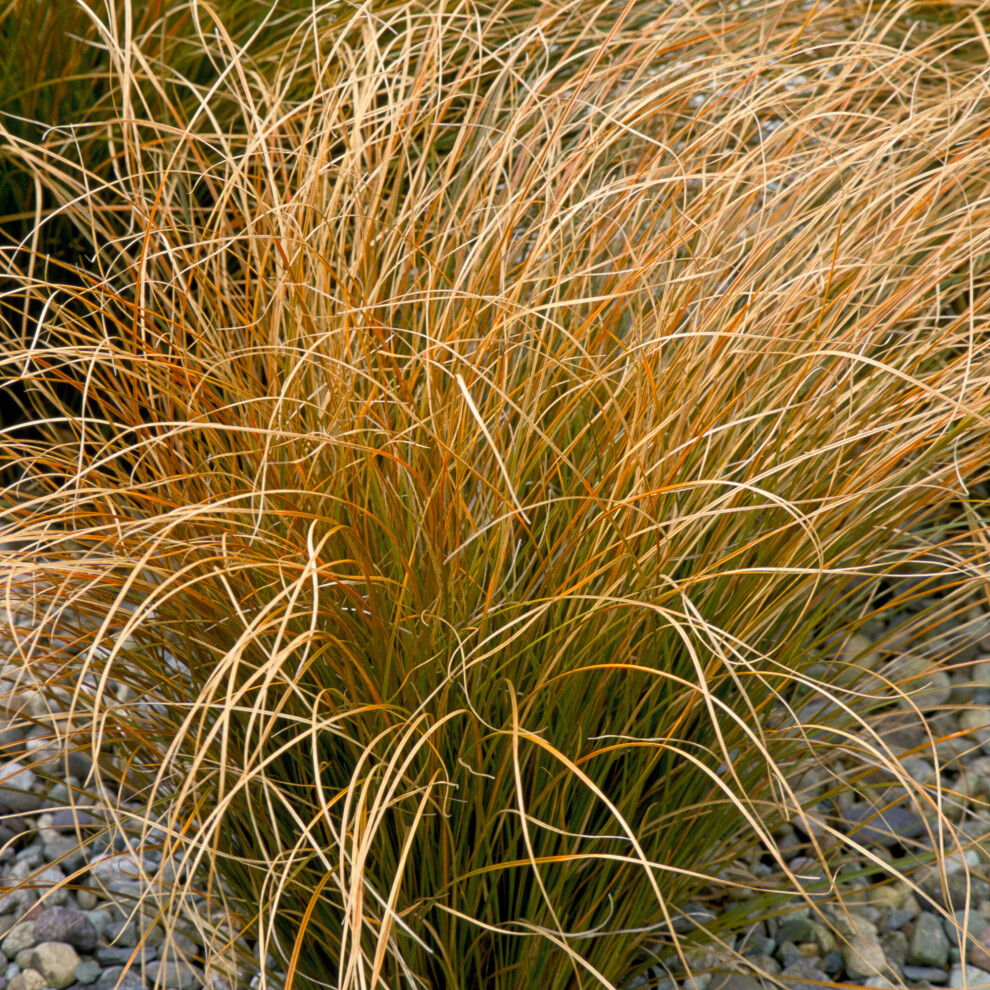 Carex testacea Orange New Zealand Sedge Evergreen Ornamental Grass Plant in Pot