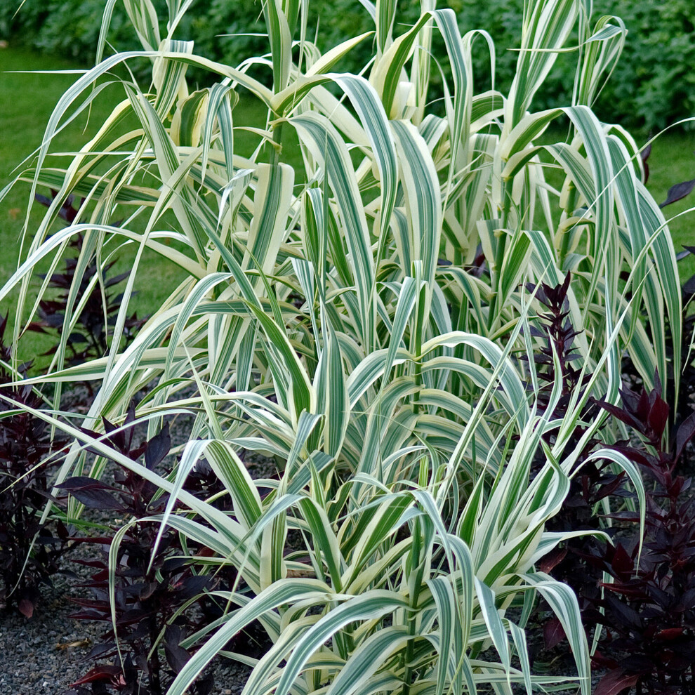 Arundo Ely Variegated Compact Giant Reed Ornamental Outdoor Grass Plant in Pot