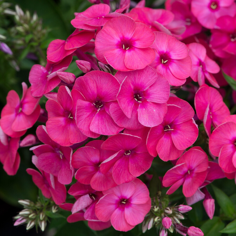 Phlox Ka-Pow Pink - Garden Phlox | Deciduous Outdoor Garden Perennial Flower