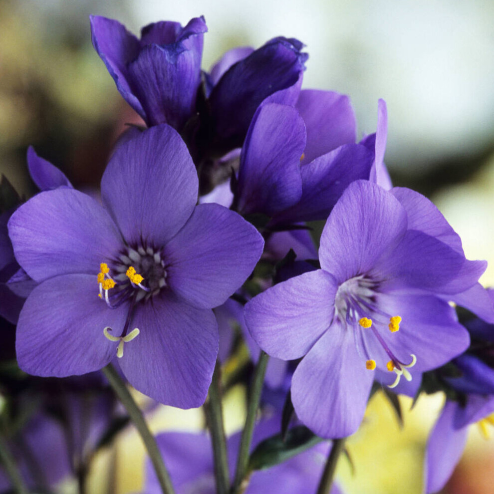 Gardeners Dream Polemonium Bressingham Jacobs Ladder Upright Perennial Garden Shrub Purple