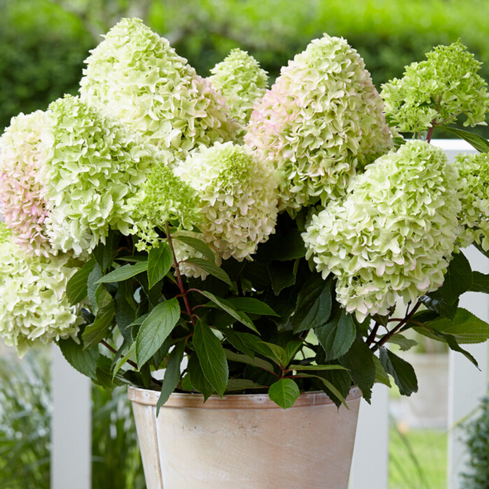 Gardeners Dream Hydrangea Little Fresco Deciduous Perennial Garden Ready Shrub In Plant Pot Dark/Green