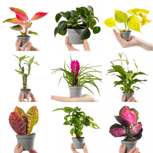 Gardeners Dream Small Baby Mixed Indoor House Plants (3 Plants)