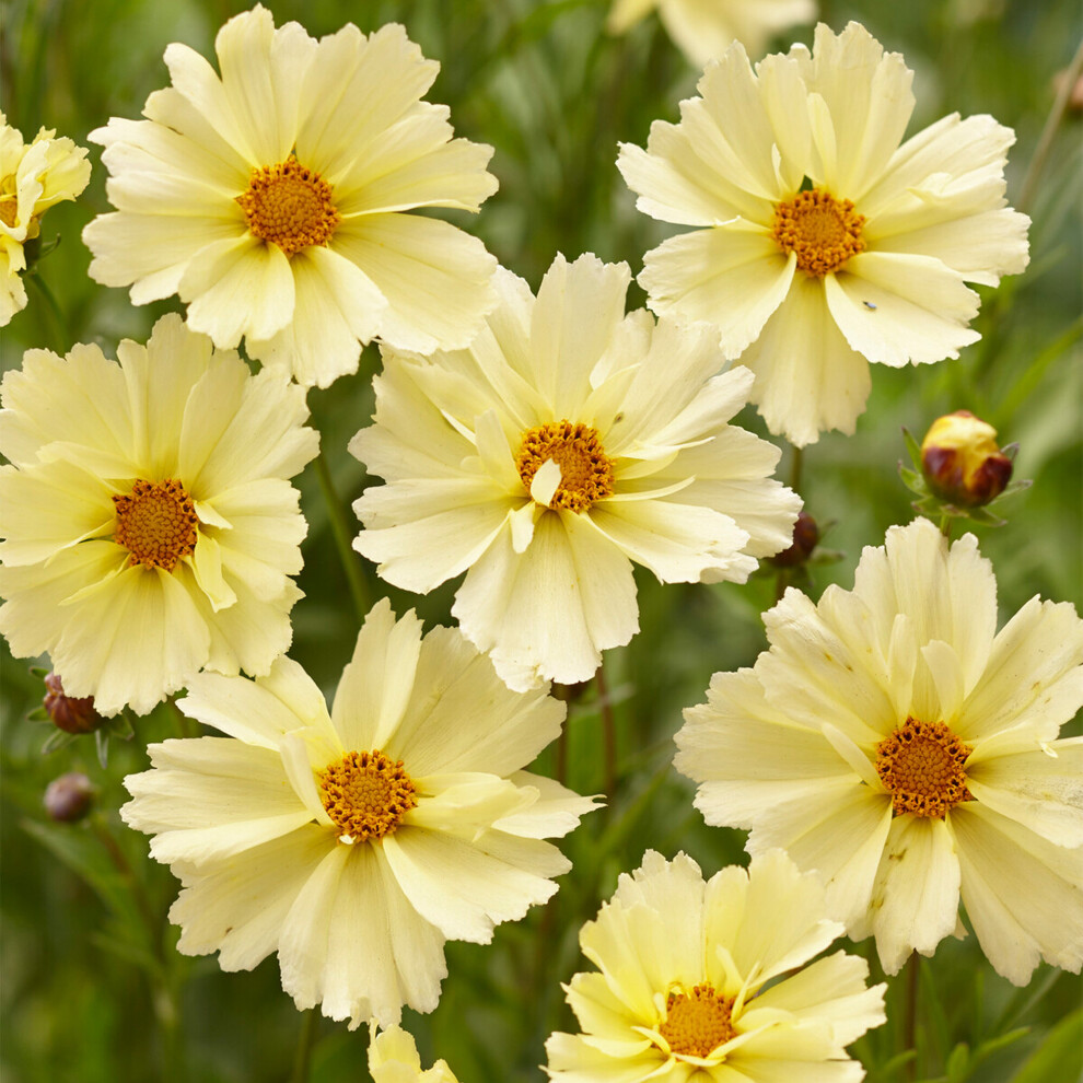 Gardeners Dream Coreopsis Uptick Cream - Tickseed | Outdoor Potted Perennial Plants Garden Ready