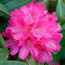Rhododendron Germania Evergreen Outdoor Garden Shrub with Hot Pink Bell-shaped Flowers in Pot