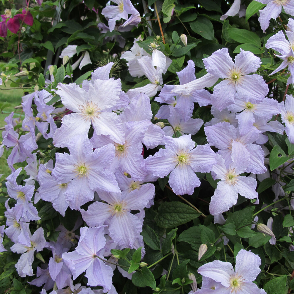 Gardeners Dream Clematis Angel - Icy Ruffled Blooms With Stamens, Deciduous Climbing Plant For Trellises & Arches, 9Cm Pot Blue/Yellow